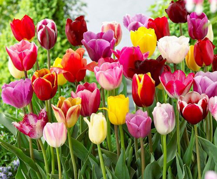 荷蘭郁金香進(jìn)口報(bào)關(guān)流程