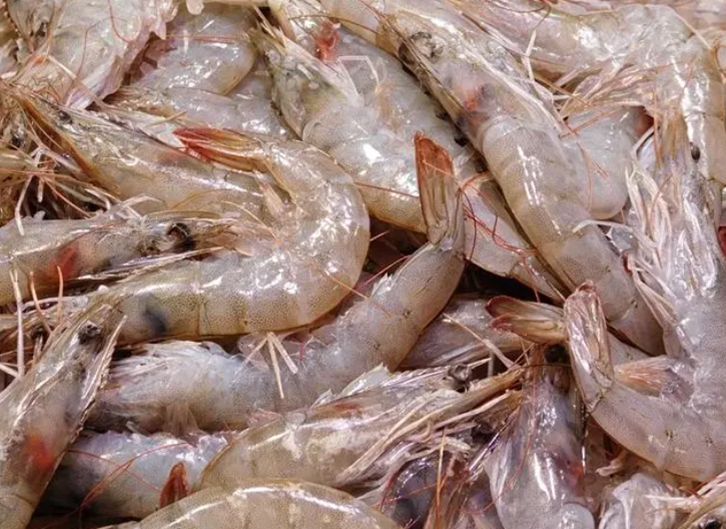 上海進口加拿大北極蝦報關流程