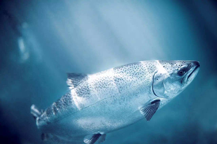 加拿大三文魚進(jìn)口報關(guān)資料