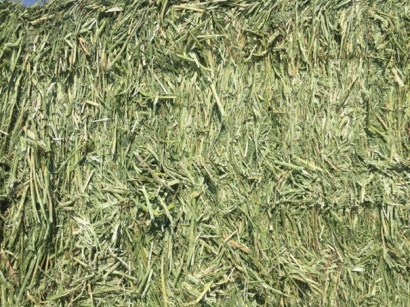 牧草進口清關(guān)代理小知識，超詳細(xì)