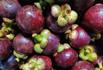 越南山竹進口清關費用_水果山竹進口清關流程