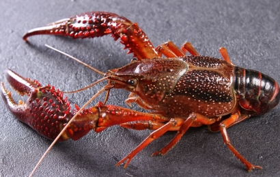 印尼鮮活龍蝦進口清關流程門到門-19年水產品報關行