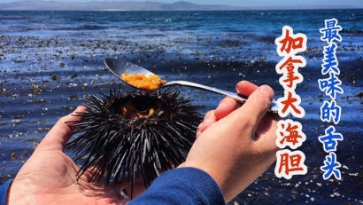 加拿大進(jìn)口海膽清關(guān)費(fèi)用多少錢？