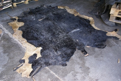 廣州臻力青島進口報關公司告訴你牛皮進口如何歸類