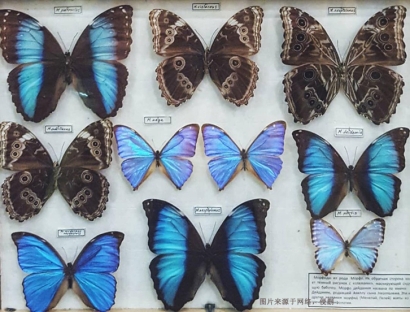 進(jìn)口蝴蝶標(biāo)本報(bào)關(guān)費(fèi)用_昆蟲(chóng)標(biāo)本工藝品快速通關(guān)