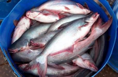 深圳水產品進口報關代理需要的單證資料有哪些呢?