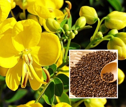 印度藥材決明子進口報關(guān)流程和報關(guān)資料