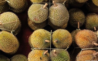 進(jìn)口泰國榴蓮報關(guān)提前準(zhǔn)備好這些資料，一點都不難