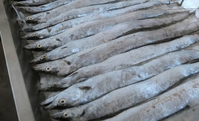 印度進(jìn)口凍帶魚(yú)報(bào)關(guān)的具體流程手續(xù)