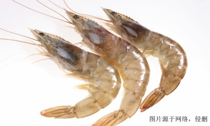 欽州進口越南對蝦報關(guān)資料_上海進口黑虎蝦清關(guān)流程