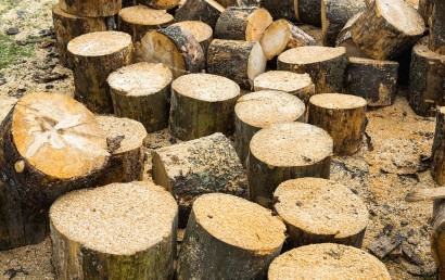 代理東莞進(jìn)口木材