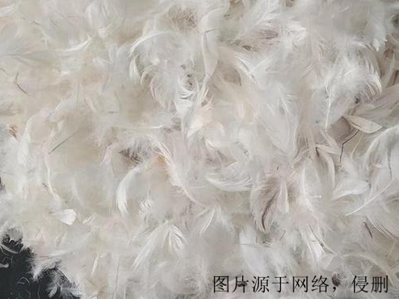 法國羽毛進口報關流程 法國羽毛進口報關流程