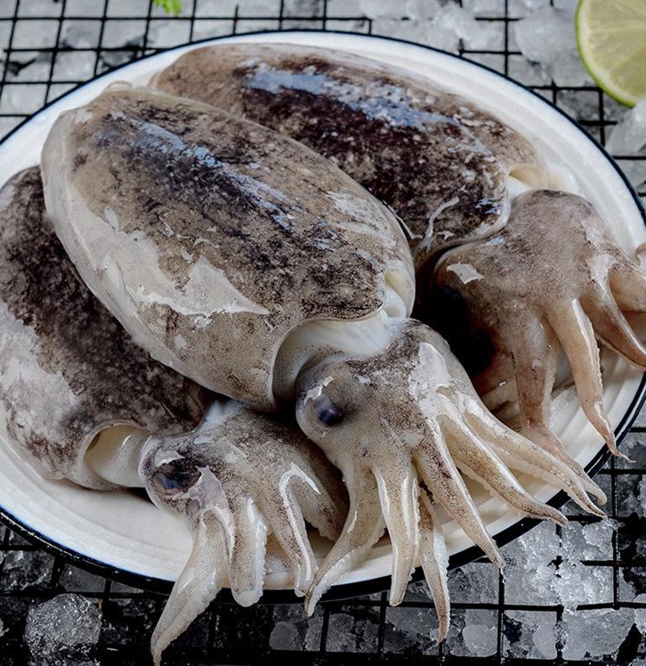 摩洛哥冷凍墨魚進(jìn)口報關(guān)費(fèi)用 摩洛哥冷凍墨魚進(jìn)口報關(guān)費(fèi)用