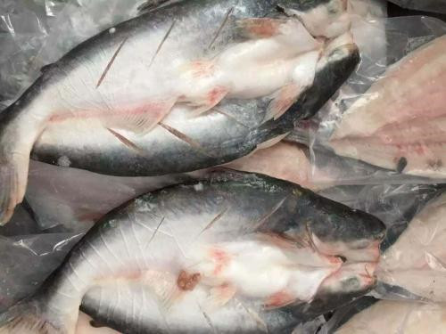 越南巴沙魚進(jìn)口報(bào)關(guān)代理