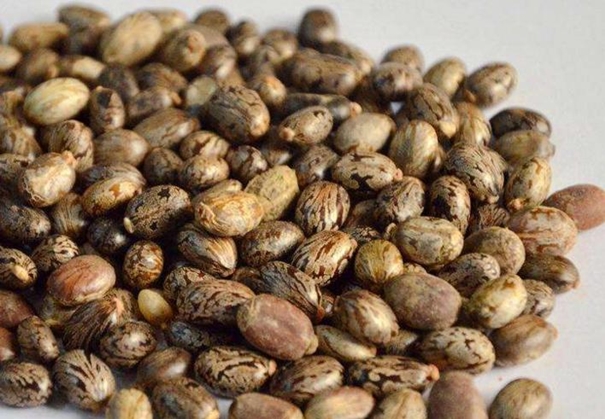 蓖麻籽進口報關代理公司 蓖麻籽進口報關_副本.jpg