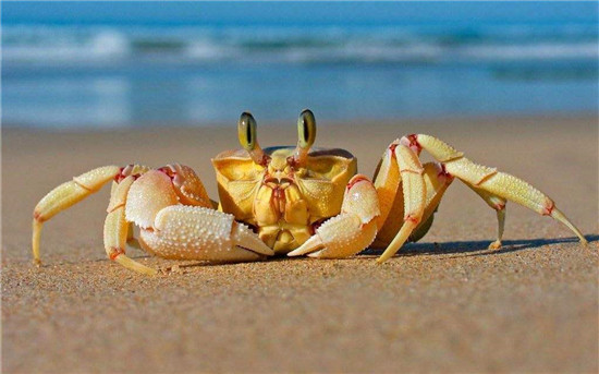 進口鮮活螃蟹報關清關注意事項，不了解的可以看看